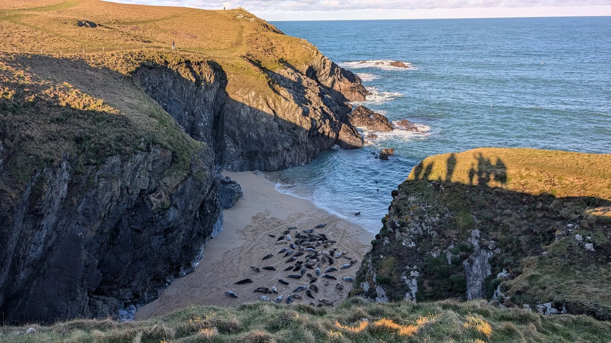 A hidden sandy cove between Cornish cliffs on the north coast near Polly Joke and Crantock, with dozens of grey seals hauled out on the sand, viewed from the coast path at golden hour