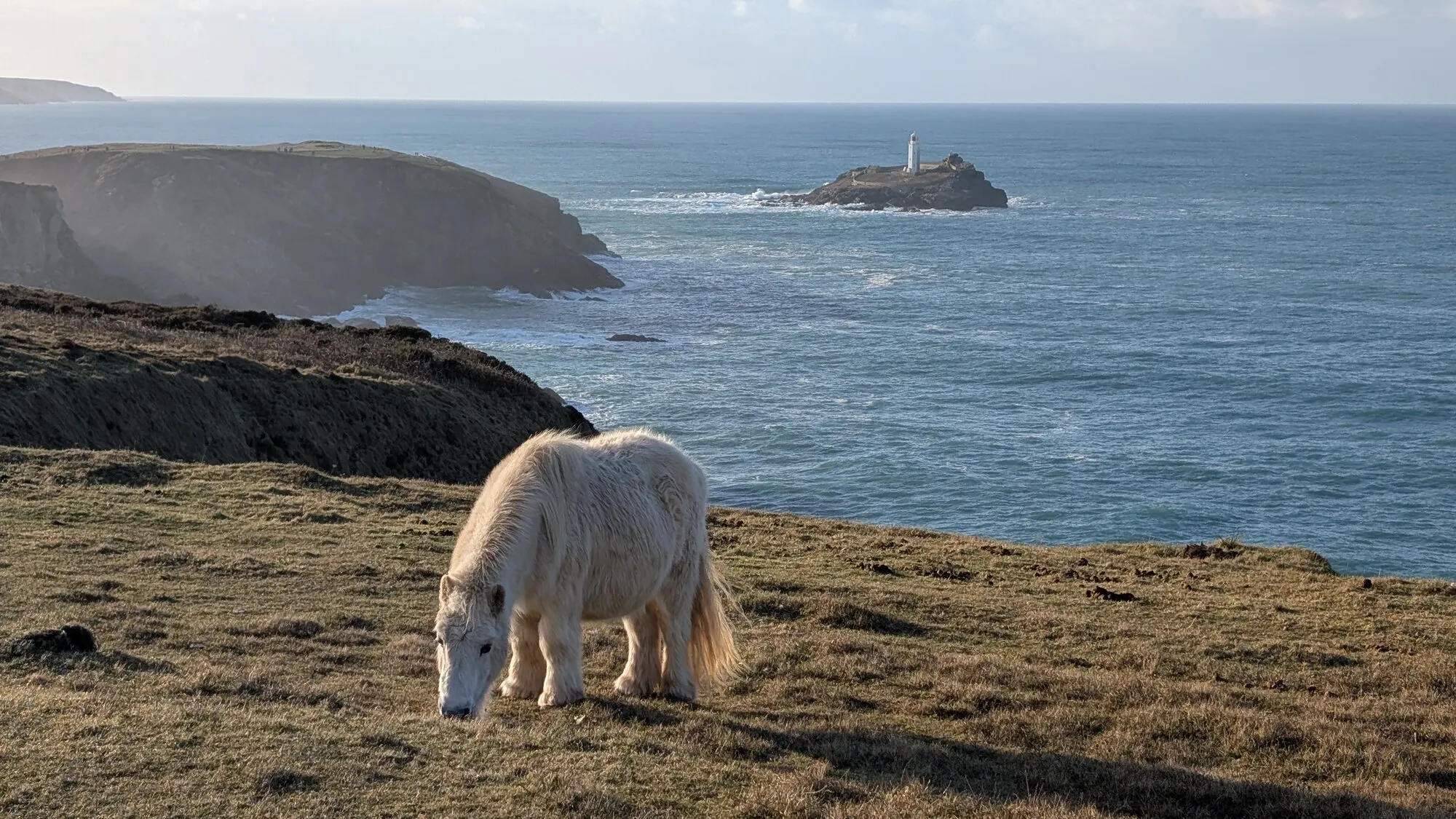 A shaggy cream Cornish pony grazing on a clifftop above the sea, with Godrevy Lighthouse standing on its island offshore, the lighthouse across the bay from St Ives that inspired Virginia Woolf's novel To the Lighthouse.