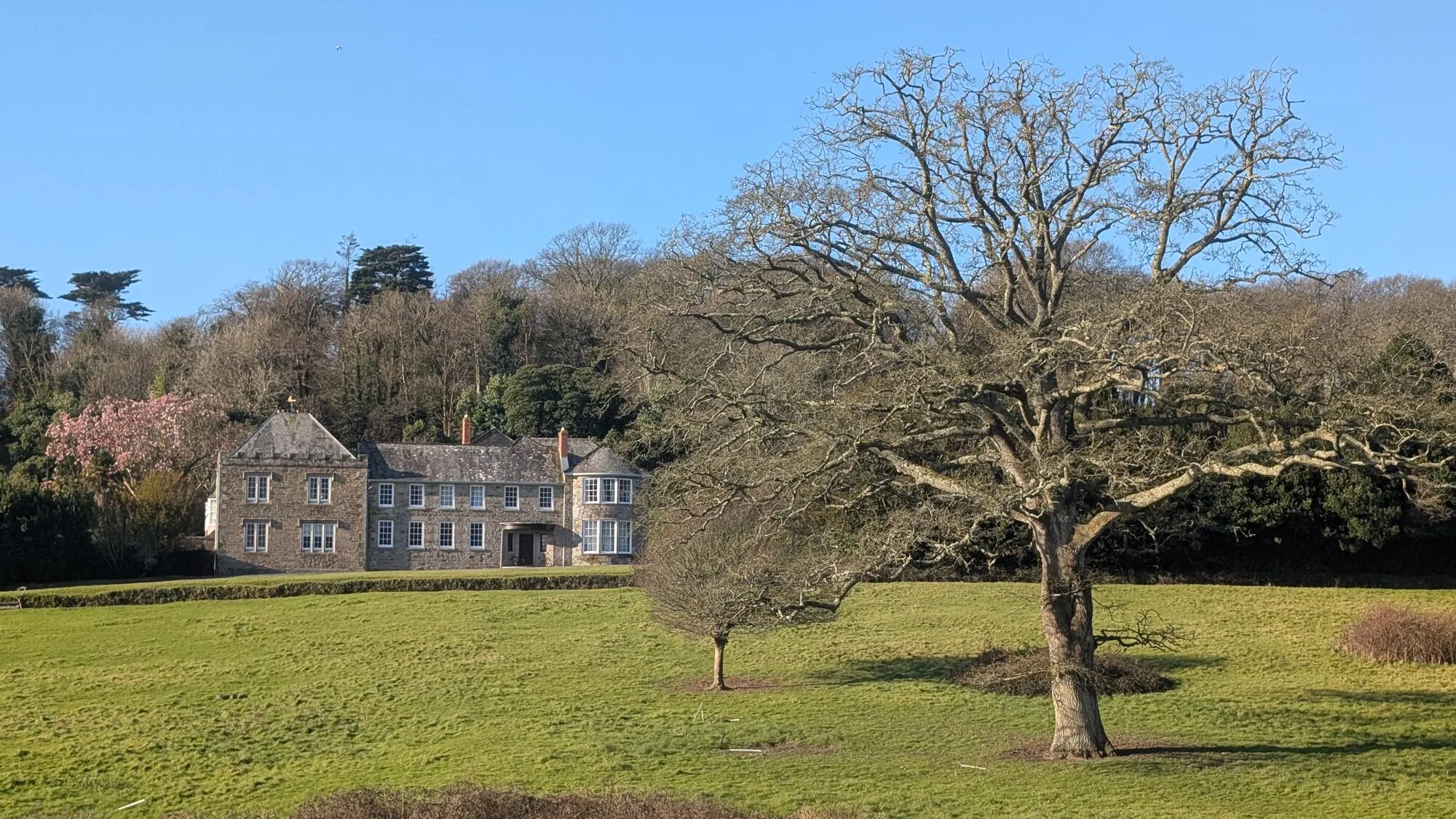 Penrose House on the National Trust's Penrose Estate near Helston, a Georgian stone country house seen across parkland with a magnolia in flower and a large oak in the foreground.