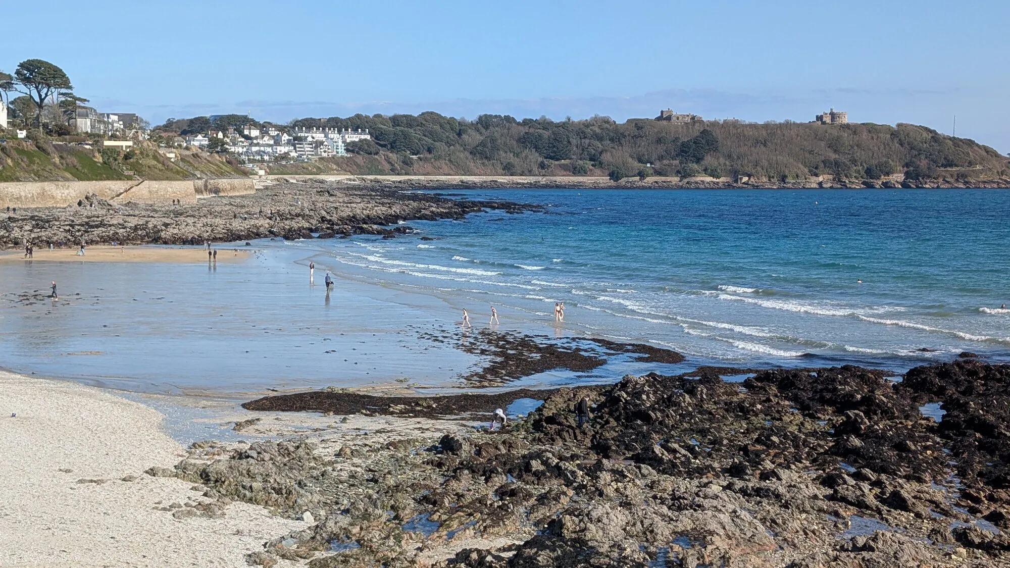 Gyllyngvase Beach in Falmouth at low tide on a sunny day, a wide arc of golden sand and dark rocky outcrops, walkers and swimmers along the shoreline, and Pendennis Castle on its headland in the distance.