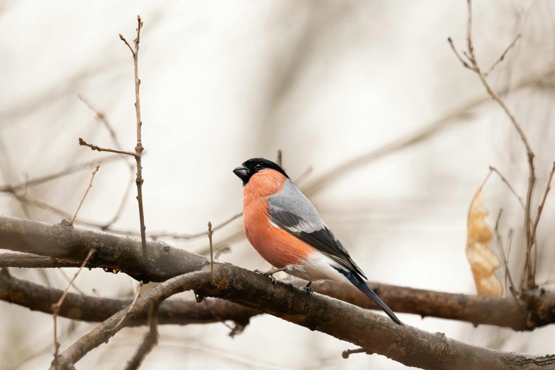 Garden birds of Cornwall, a guide to the species you’ll spot at Trewena Cottages near Falmouth