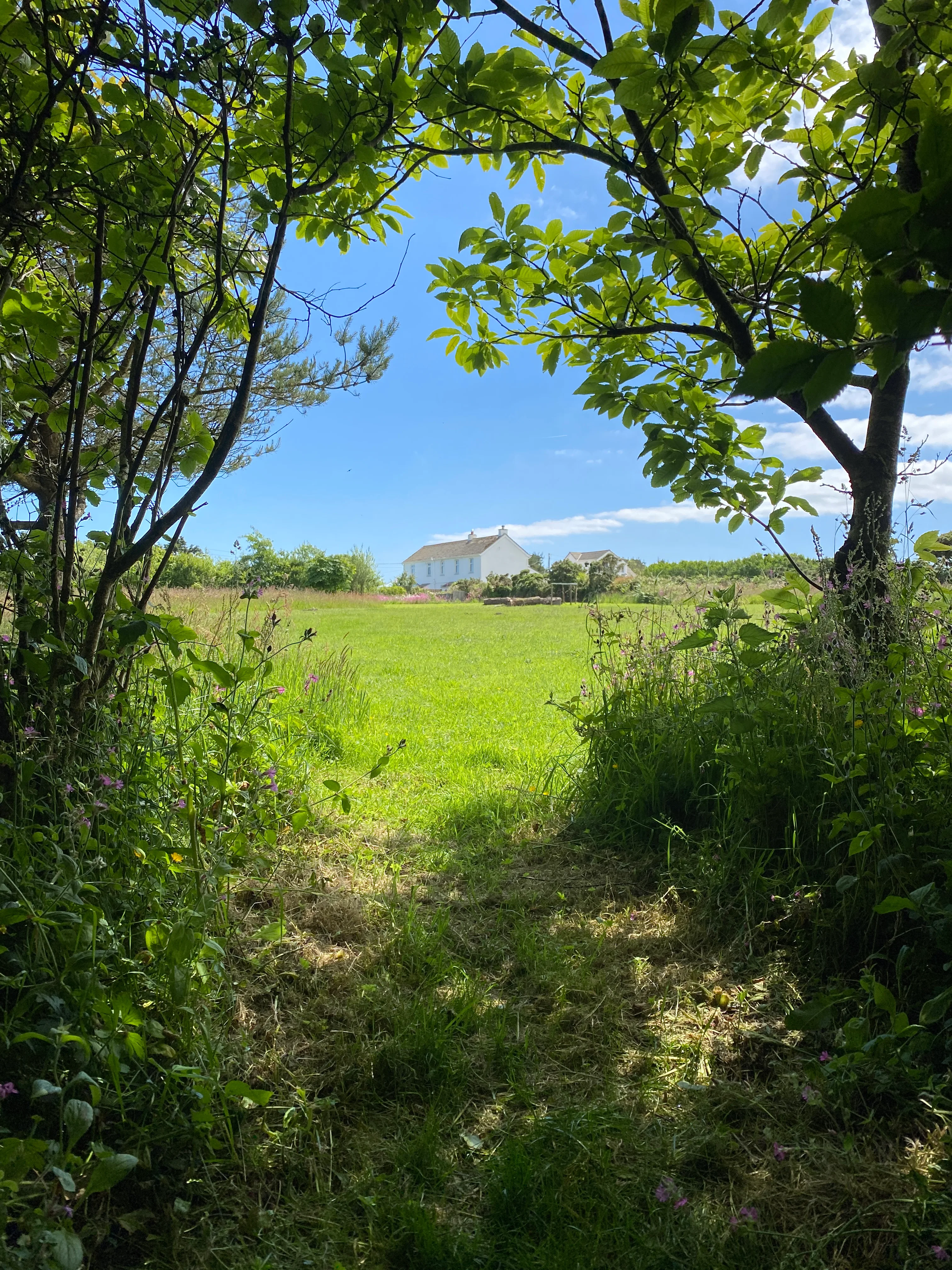 Trewena seen over the meadow from the woods.