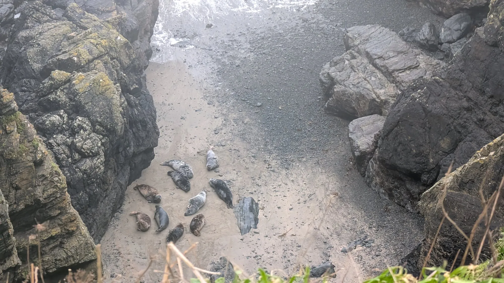 A colony of Atlantic grey seals hauled out on the sand and shingle beach of Mutton Cove at low tide, photographed from the clifftop on Godrevy Head, with the Atlantic surf rolling onto the cove and the cliff face visible above the seals.