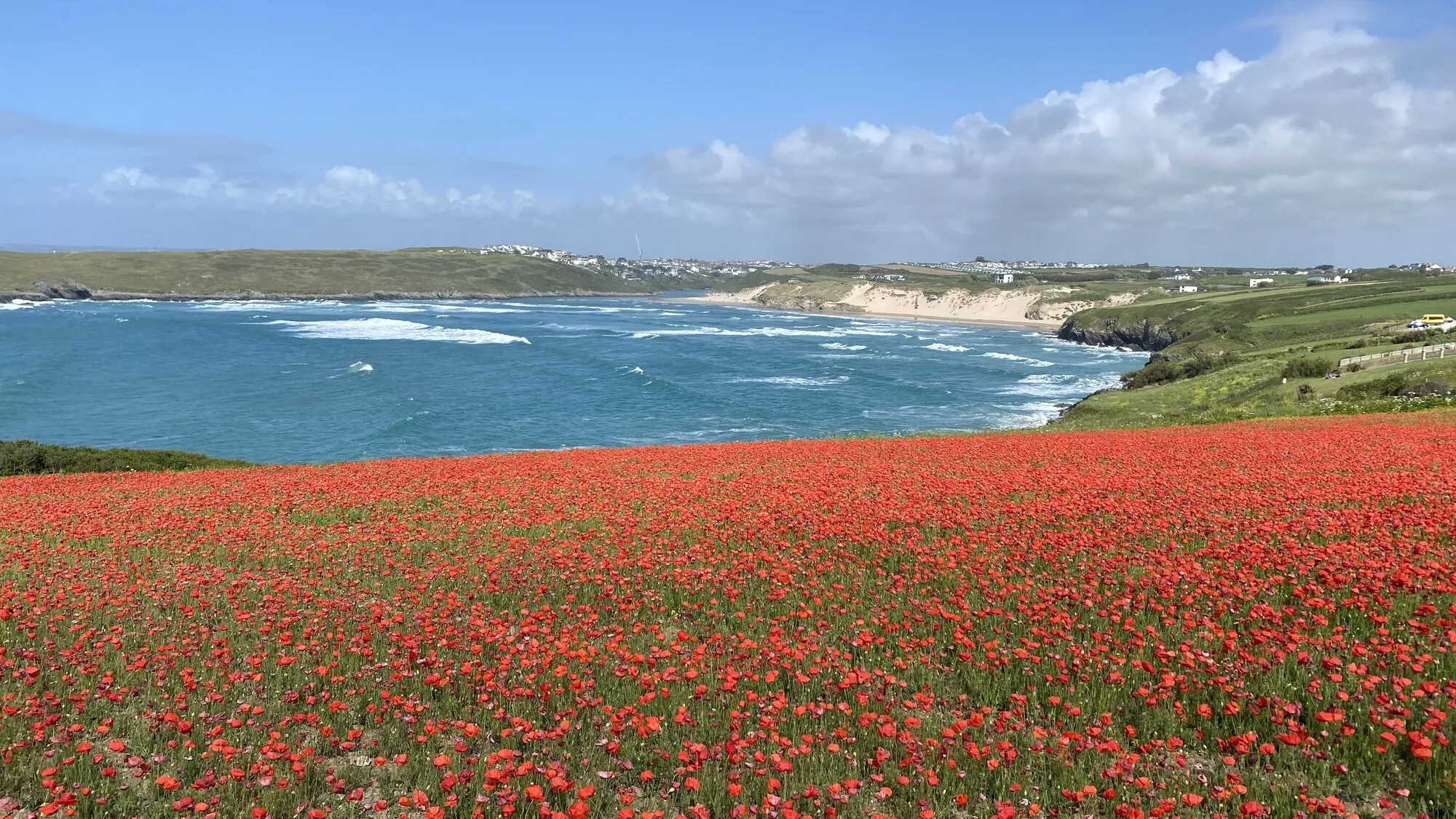 The Polly Joke poppy field in full bloom on the West Pentire headland, a deep red carpet of poppies sloping down towards a turquoise Atlantic bay, with the sandy beach of Crantock and the dune system behind under a blue sky with scattered cloud.