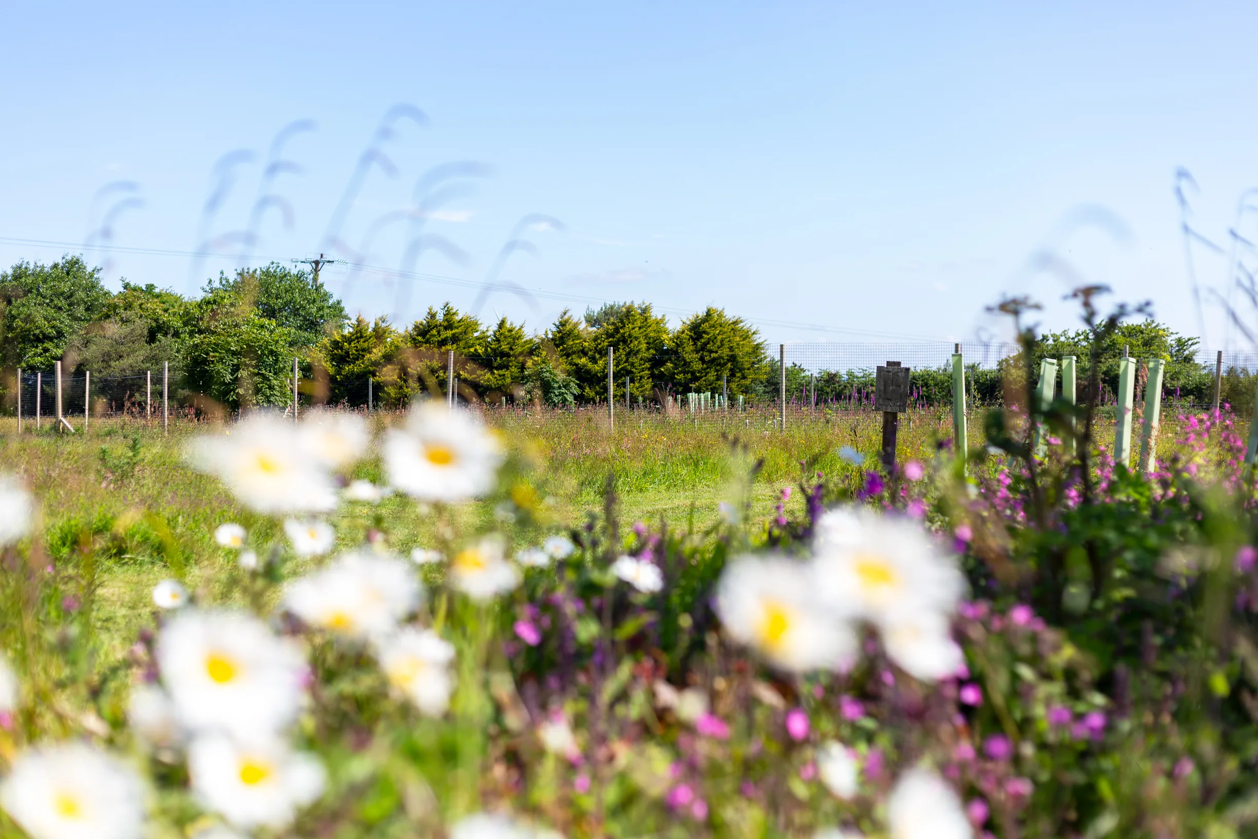 Wildflowers in the meadow at Trewena: campion, oxeye daisies.