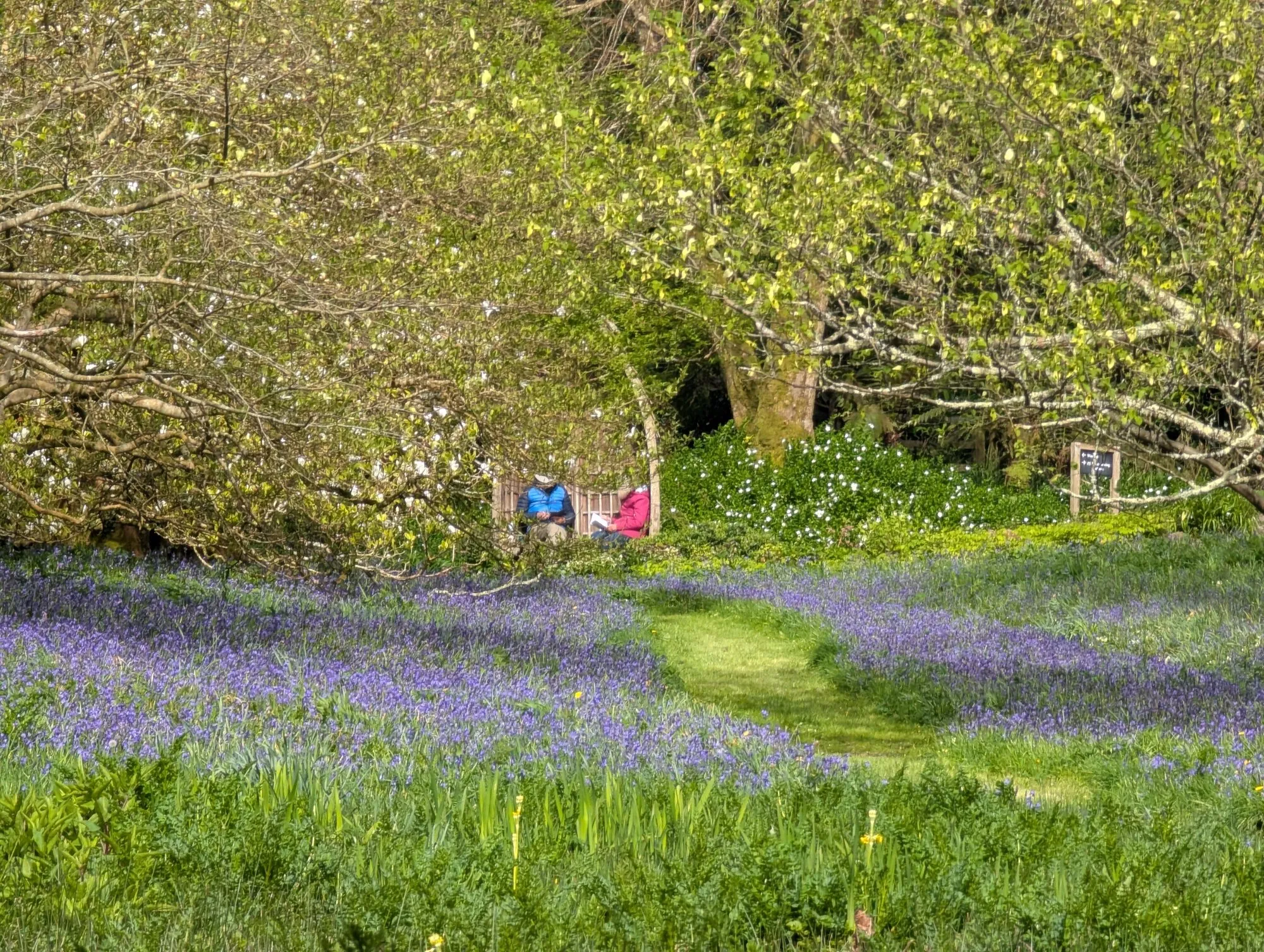 A carpet of bluebells in full bloom in the wooded valley of Glendurgan Garden in Cornwall on a sunny spring morning, with mature trees on the hillside above, a mown grass path winding through the bluebells, and two people sitting reading together on a bench under the trees in the background.