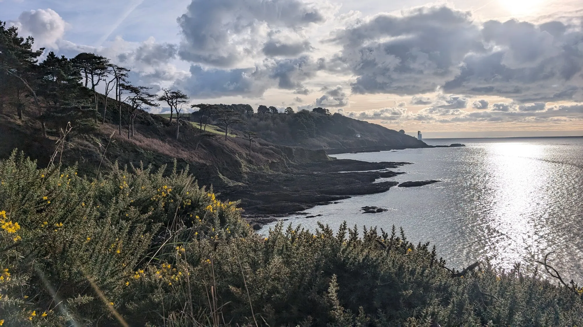 The coast path above the Fal at St Anthony Head, with yellow gorse and wind-shaped pines on the slope, low sun glittering on the water, and the white St Anthony lighthouse on the point in the distance.