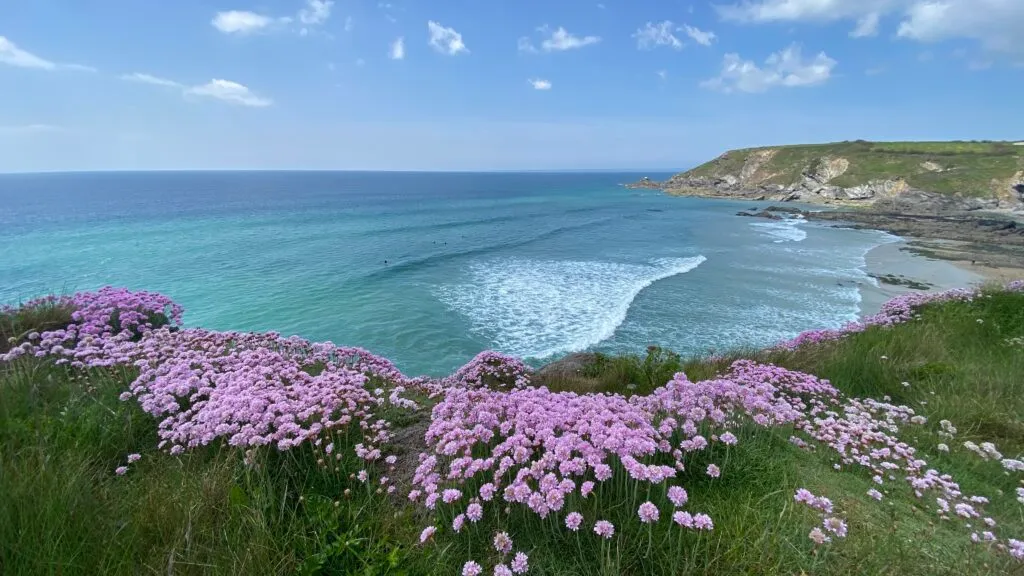A clean wave breaks across a curving Cornish bay, with pink sea thrift flowering on the cliff-top in the foreground and a granite headland in the distance.
