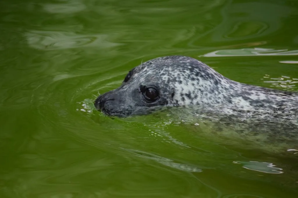 A grey seal floats at the surface of a rehabilitation pool at the Cornish Seal Sanctuary at Gweek.