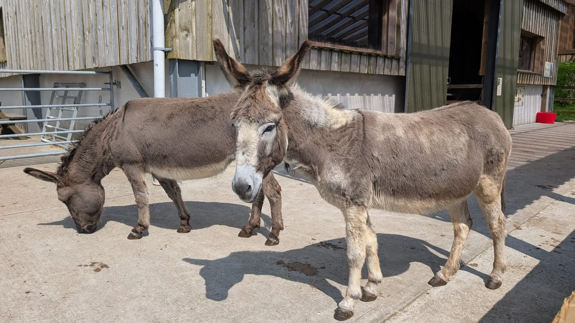 Two grey donkeys stand in the sunshine outside a wooden barn at the Flicka Foundation donkey sanctuary near Falmouth, one grazing and one looking towards the camera.
