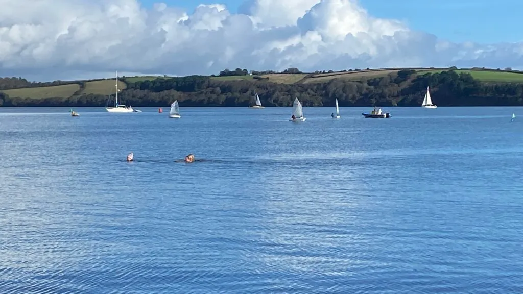 Two wild swimmers in calm blue water with a flotilla of sailing dinghies behind them, on a sunny day with the wooded shoreline of a Cornish estuary in the distance.