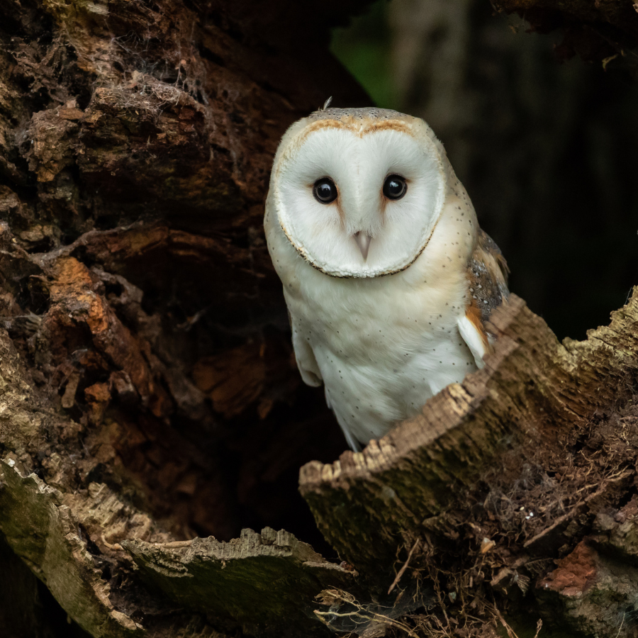 A barn owl with its distinctive heart-shaped face and pale speckled plumage, hunting voles and field mice along Cornish hedgerows at dawn.