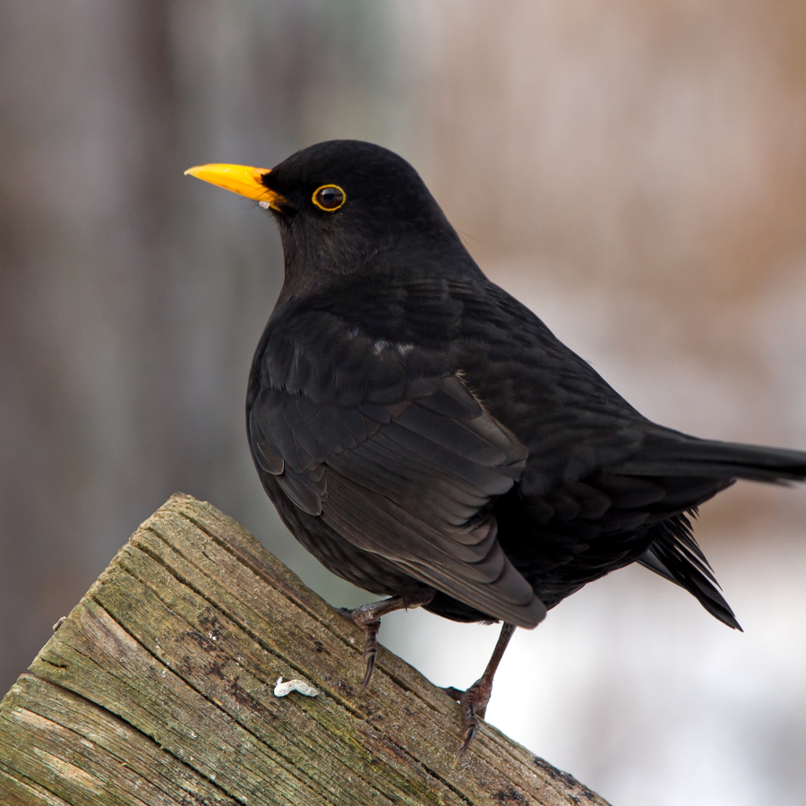A male blackbird with sleek black plumage, a bright yellow eye-ring, and an orange bill, common in Cornish gardens and hedgerows.