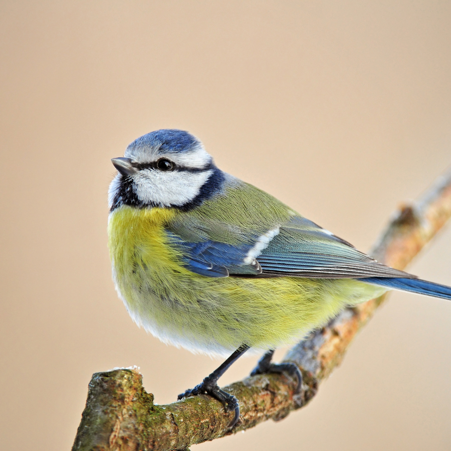 A blue tit with a bright blue crown, yellow breast, and green wings, a small acrobatic garden bird often seen hanging upside down from branches.