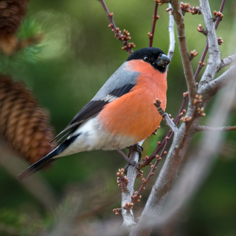 A bullfinch, a small plump bird with a distinctive bright pink breast and black-and-white wings, a shy resident of Cornish hedgerows.