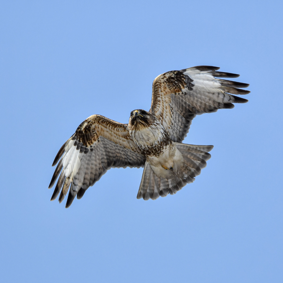 A buzzard, a large bird of prey with broad rounded wings and mottled brown plumage, soaring over the Cornish farmland around Mabe.