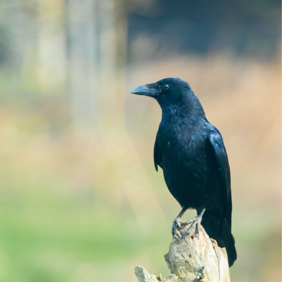 A crow, a large all-black bird with a heavy bill and broad wings, an inquisitive year-round resident of Cornish fields and gardens.