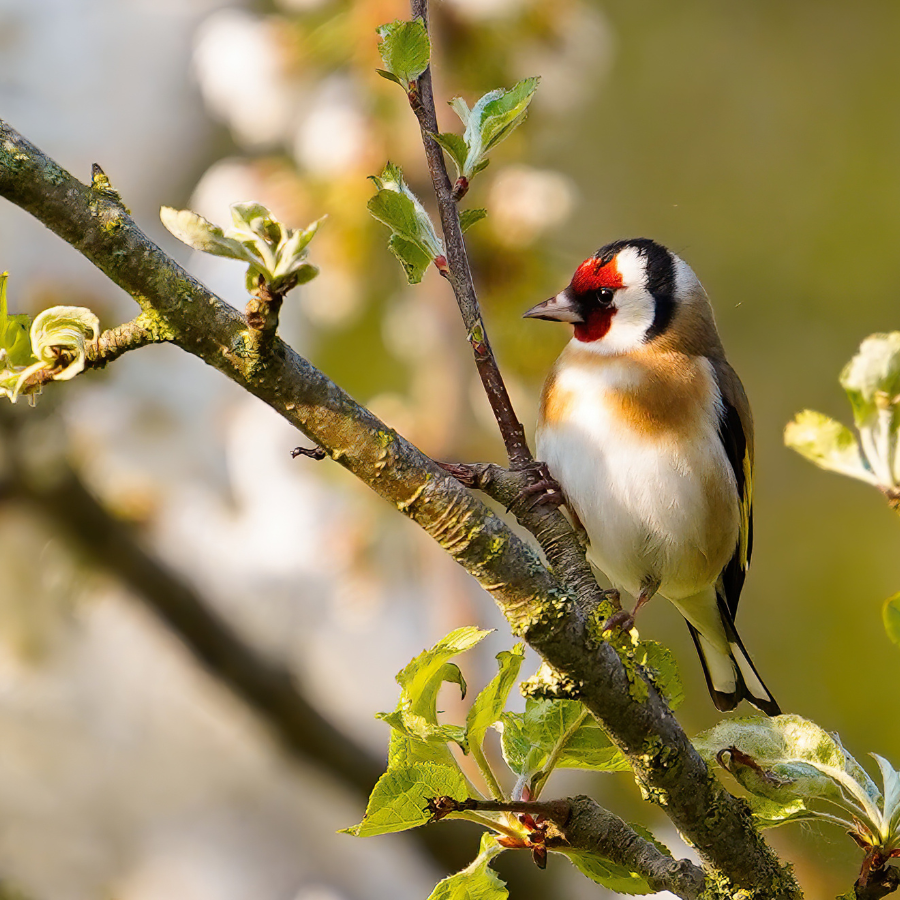A goldfinch with a bright red face, yellow wing patch, and black-and-white wings, a small colourful songbird that darts in and out of Cornish hedgerows.