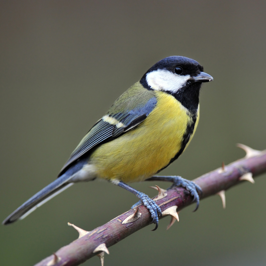A great tit with a glossy black head, white cheeks, yellow-green body, and a bold black stripe down its belly, a vocal common visitor to Cornish gardens.