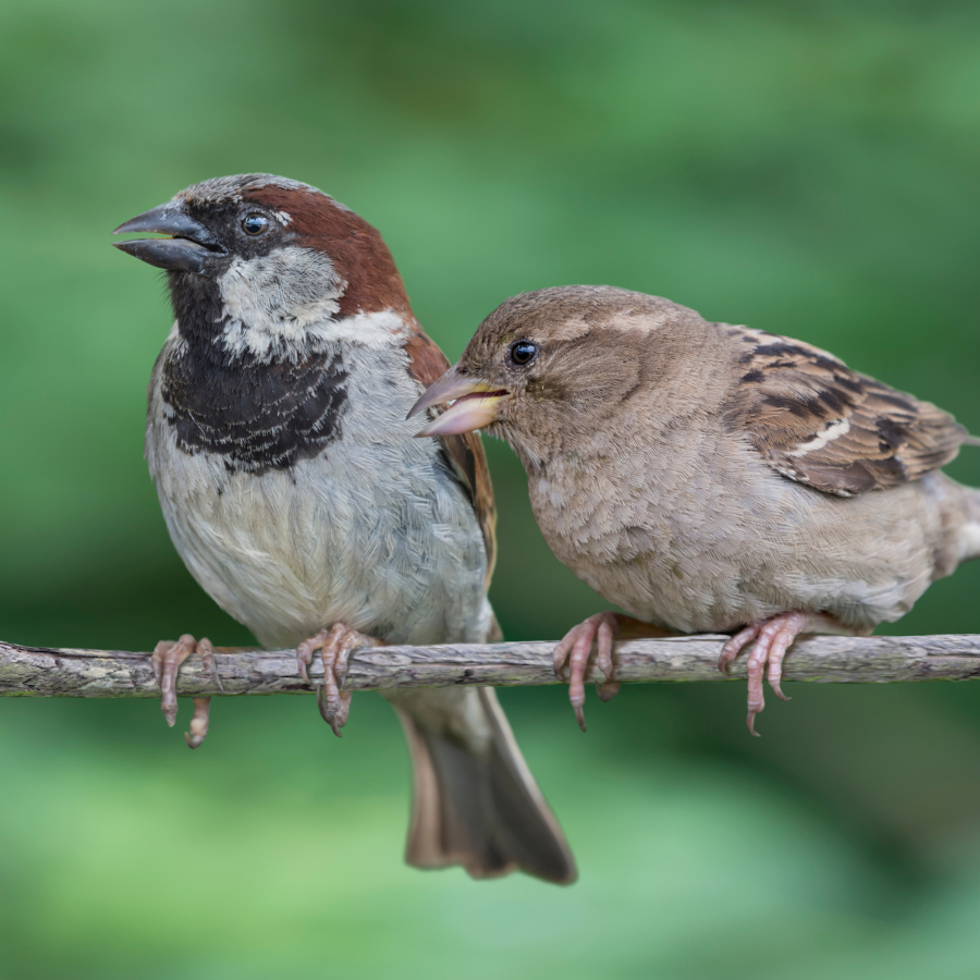 A house sparrow, a small brown and grey bird with a stout beak and distinctive black bib, gathering in flocks around Cornish farmland and gardens.