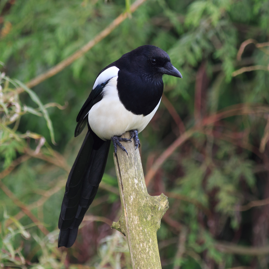 A magpie, a large black-and-white bird with a long tail and iridescent green and purple feathers, common across Cornish gardens and woodlands.