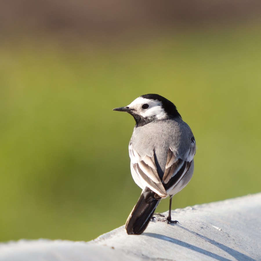 A pied wagtail, a small black-and-white bird with a long tail and distinctive white face and black bib, often seen running across lawns wagging its tail.