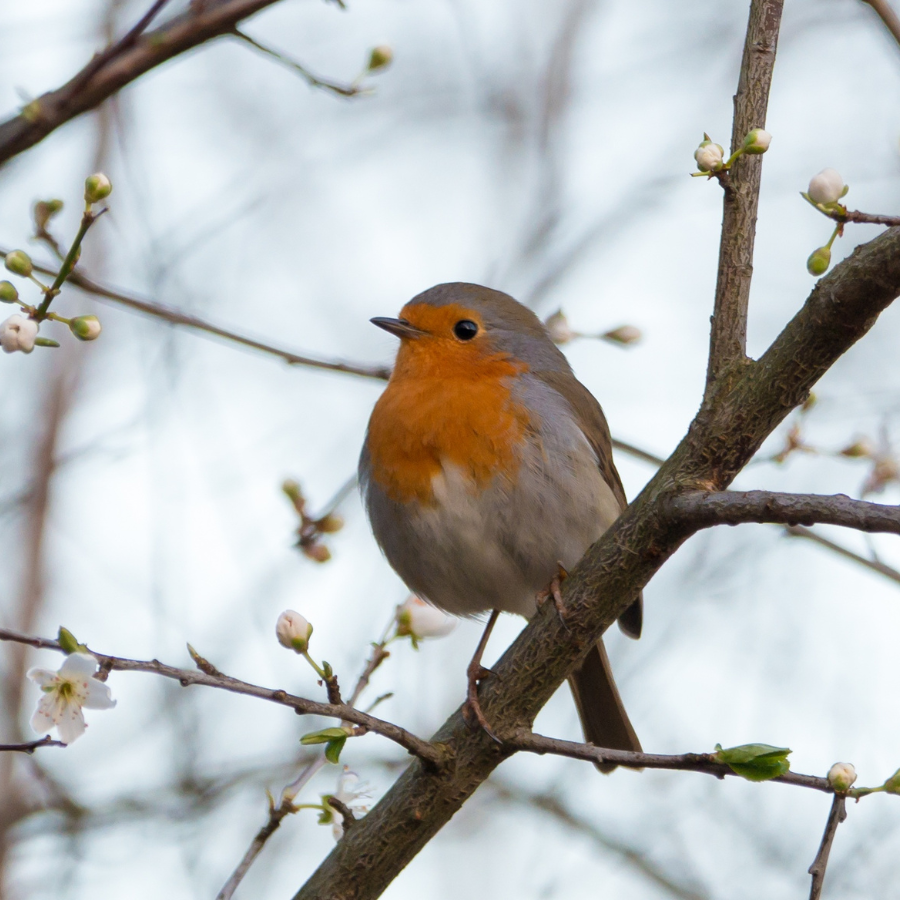 A robin with the distinctive bright red breast it uses to attract mates and defend its territory, alongside a brown back and wings and a white belly.