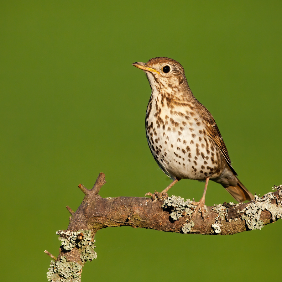 A song thrush with brown speckled plumage and a pale spotted throat, hopping on the ground in search of worms and snails in a Cornish garden.