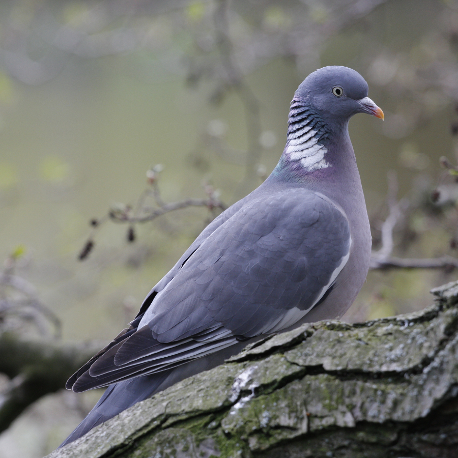 A wood pigeon, a large plump grey bird with a distinctive white neck patch, often perched on telegraph wires or in hedgerows around Trewena.