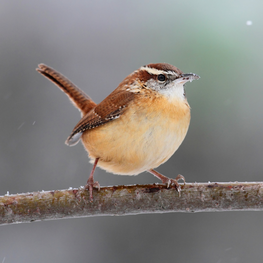 A wren, a tiny round-bodied brown and buff bird with a short upturned tail and pale eyebrow stripe, foraging under shrubs in a Cornish garden.