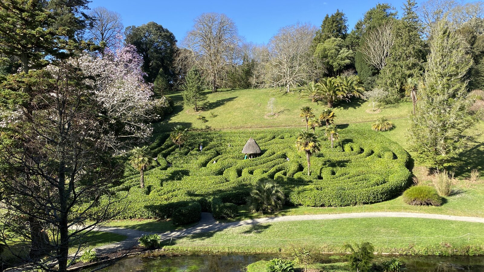A scenic view across the laurel maze at Glendurgan Garden in Cornwall, surrounded by exotic plants and winding pathways down a sheltered valley.