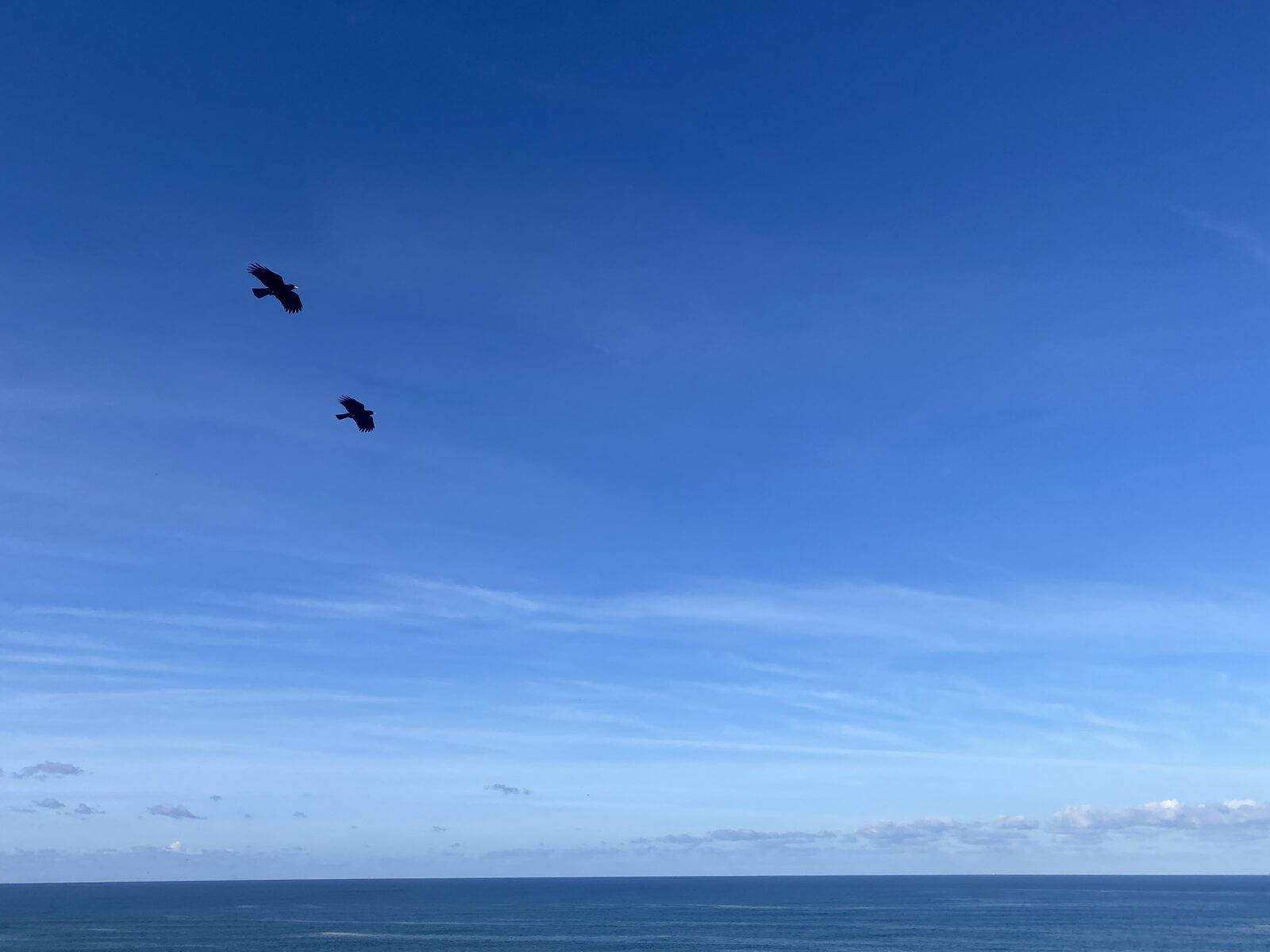 A Cornish chough perched on grass on a Lizard cliff. The bird has glossy black plumage and a distinctive red bill and red legs.