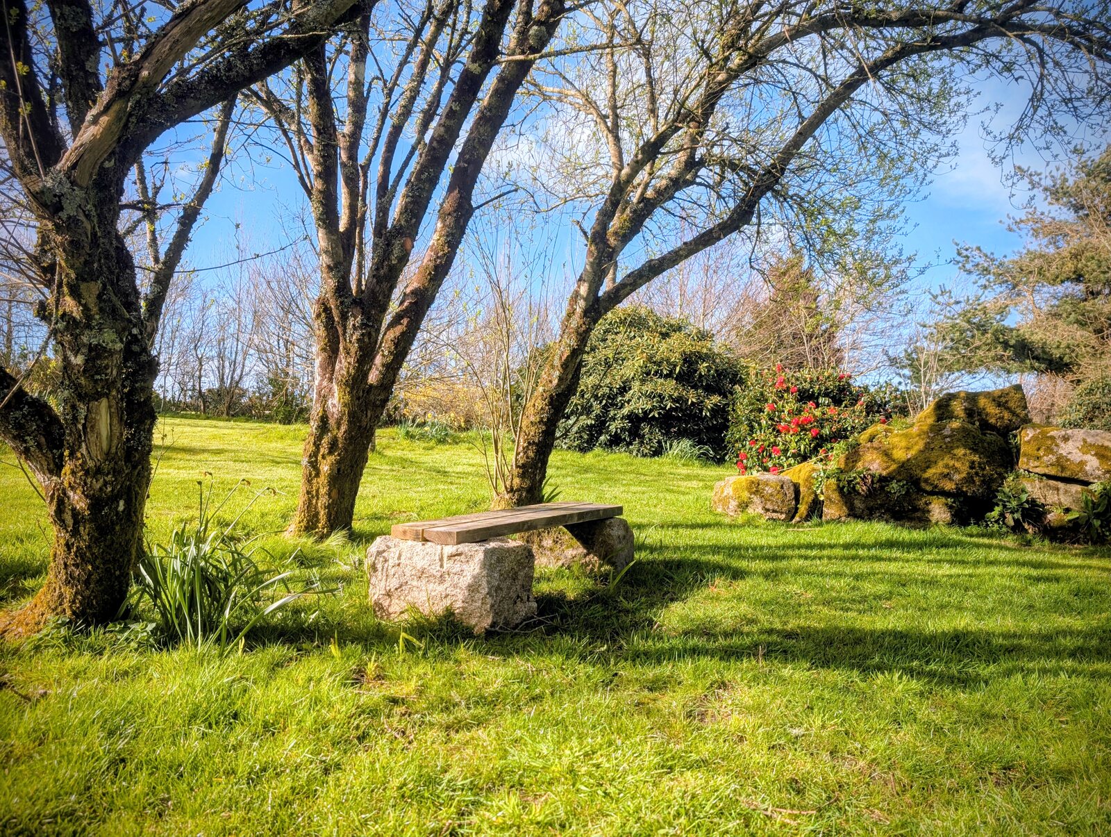 A granite bench in the orchard at Trewena: a long wooden seat resting on a chunky block of local Mabe granite, set on the lawn under bare-branched apple trees with a mature rhododendron in red bloom in the background and moss-covered granite boulders to the right.