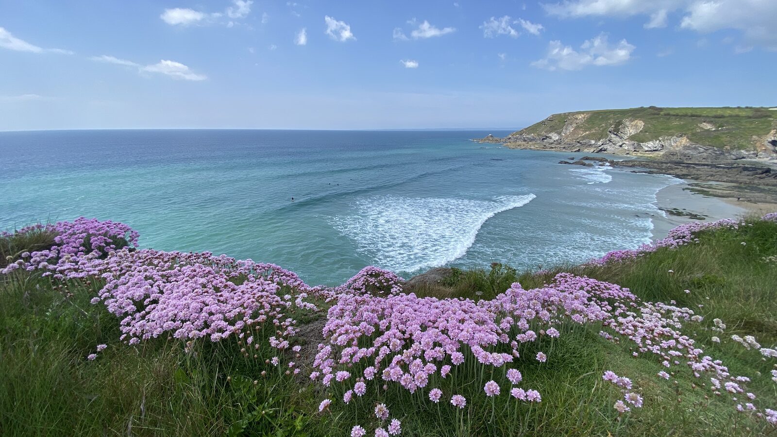 A coastal view on the Lizard Peninsula in late spring, with pink sea thrift in flower in the foreground, turquoise water washing into a small cove, and a green headland in the distance.