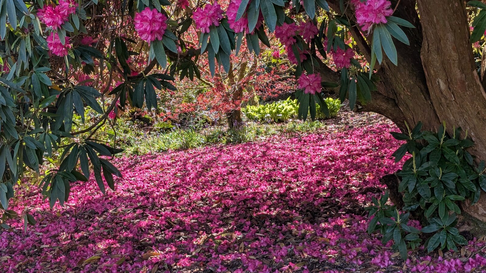 A flowering rhododendron tree in deep pink bloom in one of Cornwall's south-coast gardens, with a thick carpet of fallen pink petals on the ground beneath it under the gnarled trunk, and the lighter green of a hosta bed visible through the foliage in the background.