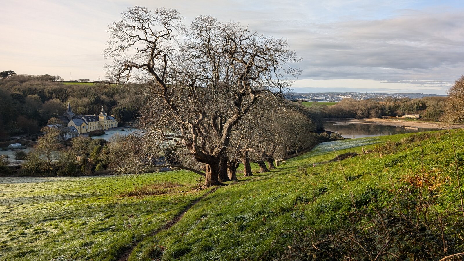 Looking back from above Place towards Falmouth on a frosty winter morning: Place House (a pale yellow Victorian country house with a small chapel-spire) sits beside the still tidal water in the valley below, with a gnarled bare-branched oak in the foreground and the Falmouth shoreline faint in the distance across the Carrick Roads.