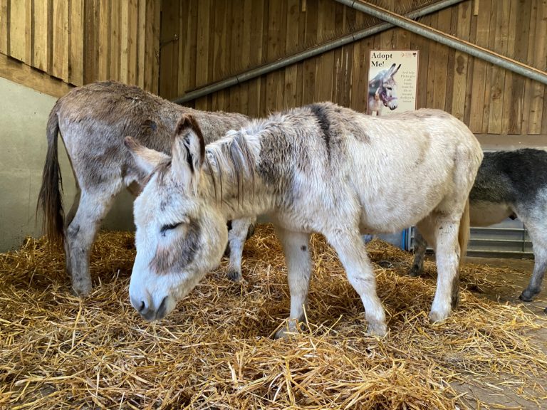 Two donkeys stand in a straw-bedded barn at the Flicka Foundation, with an Adopt Me sign on the wall behind them.