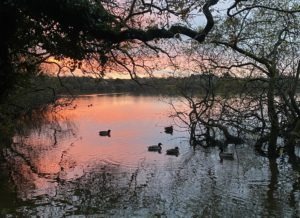 Ducks and waterfowl swim on the tranquil waters at Argal lake near Penryn. The sky is red reflecting into the water.