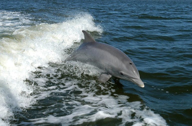 a bottlenose dolphin leaps out of the water in the wake of one of the orca sea safari boats off the coast of falmouth