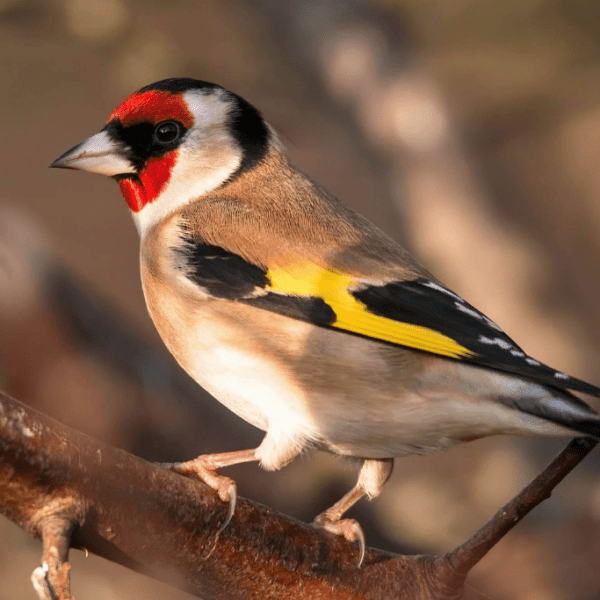 A Birdwatcher’s Guide to Cornwall’s Garden Birds